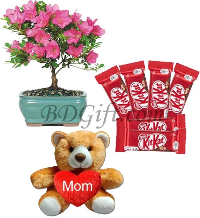 Chocolates W/ Teddy Bear & Live Plants