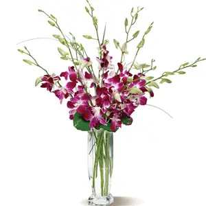 (02) Elegant Orchids