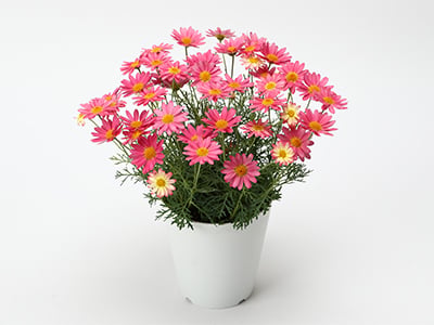 Marguerite ~ Simply Coral ~
