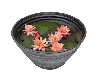 Water lily ～Water lily Suiren ~