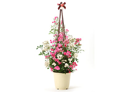 Miniature Rose (Pink & White)