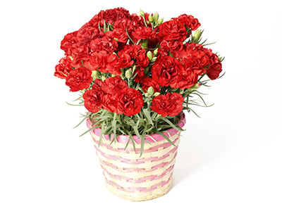 Carnation ~ Cantabile ~
