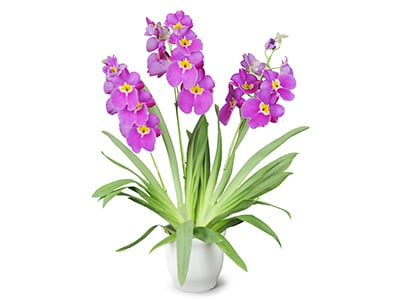 Miltonia ~ Julianne ~
