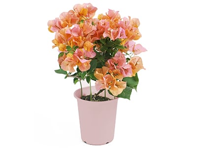 Bougainvillea ~ California Orange ~