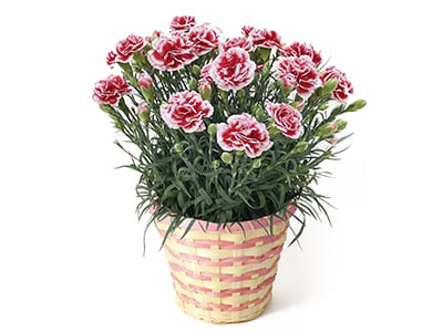 Carnation ~ Strawberry Cream ~