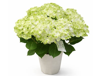 Hydrangea ~ Green Latte ~