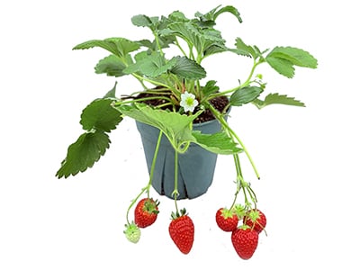 Strawberry potted back