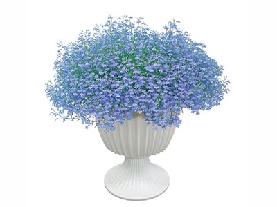 Azzurro Compact