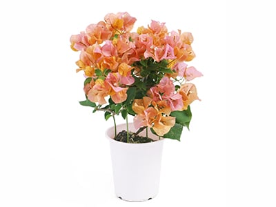 Bougainvillea