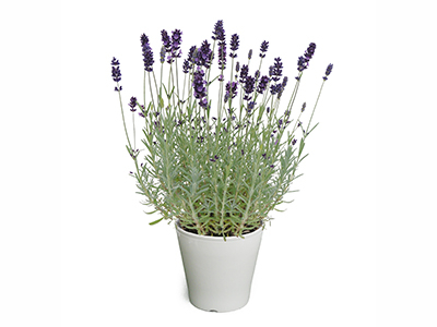 English Lavender