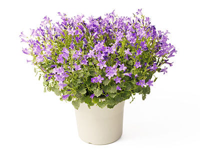Fairy Tail -Campanula-