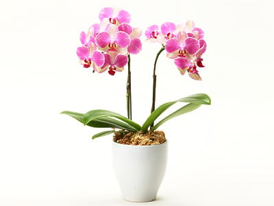 Ansula Palermo -Phalanopsis Orchid-