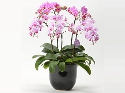 Phalaenopsis Orchid (3 Stems)