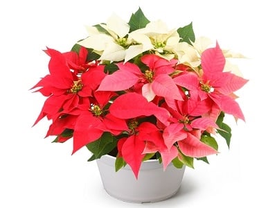 Poinsetia-Illumination-