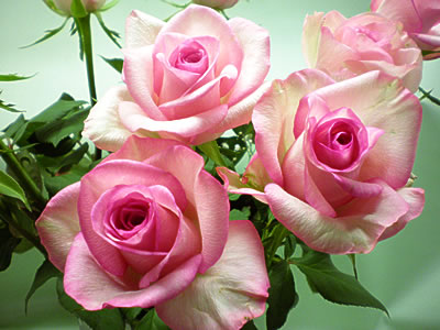 Rose of May:Princess Megu (Medium)