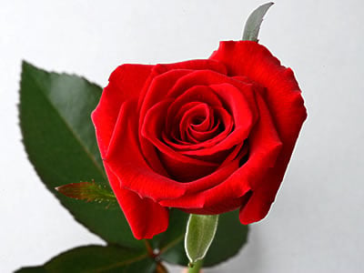 Rose of October:Rote Rose (Medium)