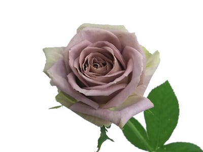 Rose of November:Tenature (Medium)