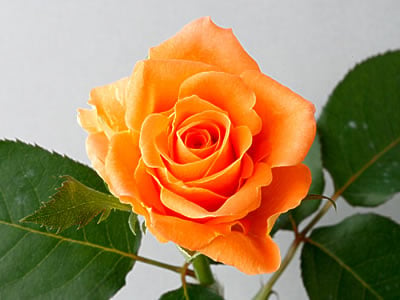 Rose of December:Miracle (Medium)