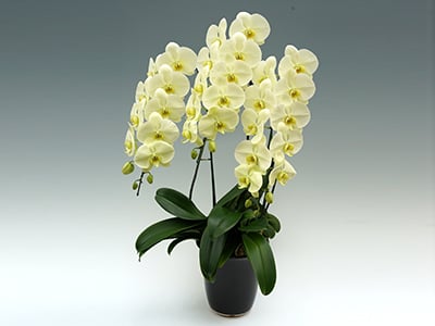 Green Earth (3 Stems)