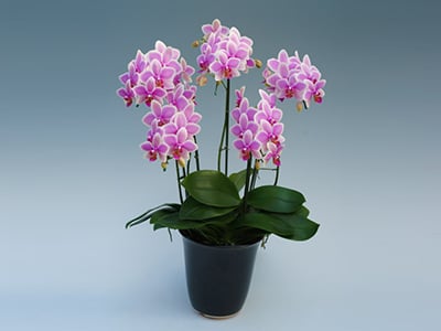 Hawaiian Mermaid (5 Stems)