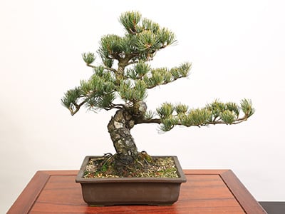 Premium Bonsai“Goyomatsu