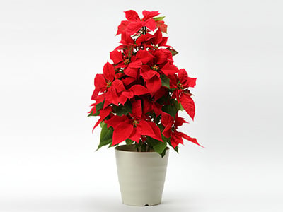 Poinsettia tower