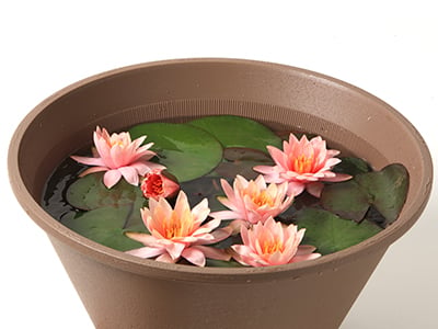 Water lily~Suiren~