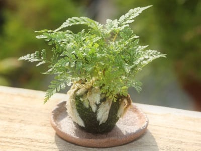 Moss ball"Shinobu"