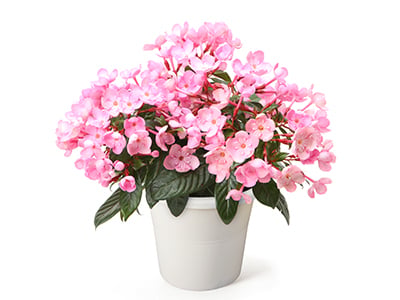 Luculia "coco