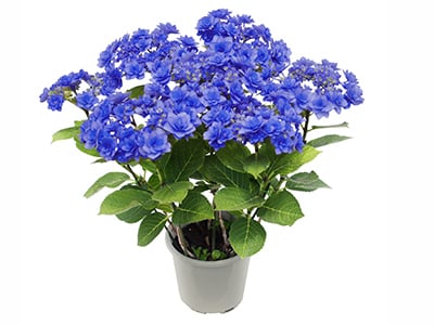 Hydrangea~ Himiko~