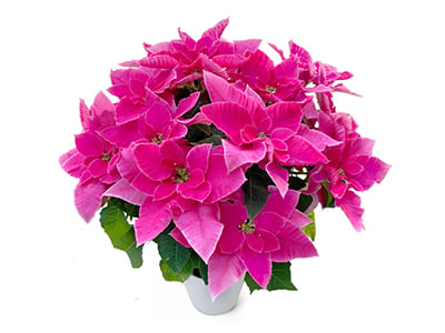 Prinsetia-Rosa-