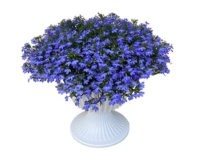 Azzurro Compact