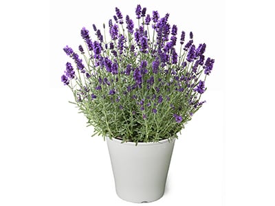 English Lavender~Honoka~