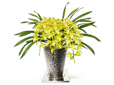 Cymbidium Arch Green