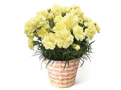 Carnation ~Honey Moon~