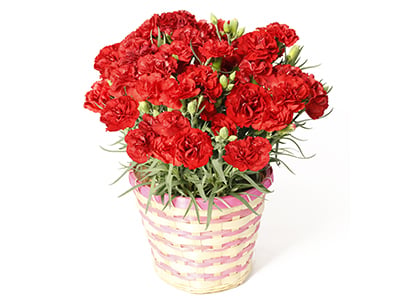 Carnation ~Fairy Smile~