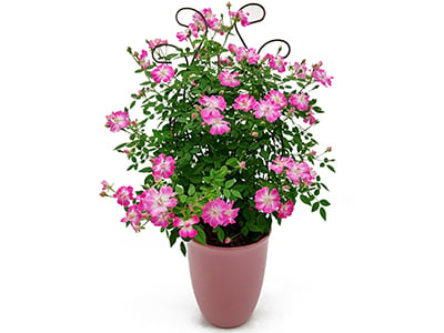 Trellis style climbing rose