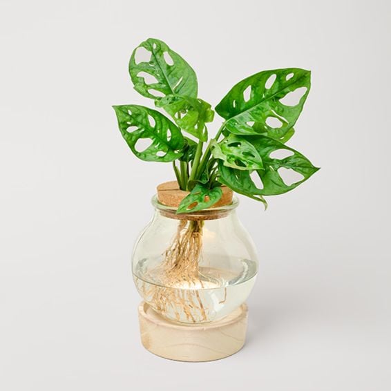 Water Plant Monstera with LED light
