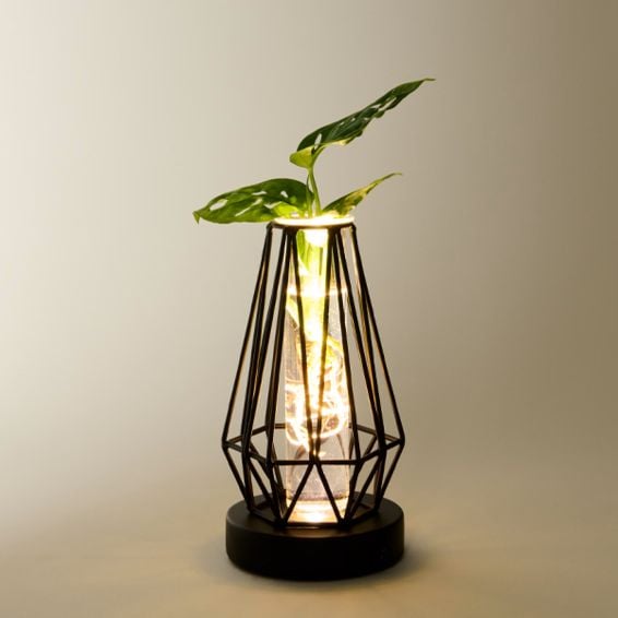 Water Plant Monstera in Metal Vessel