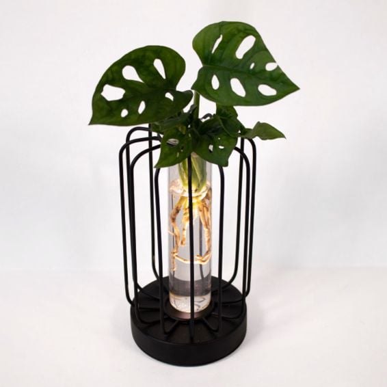 Water Plant Monstera in Round Metal Vessel