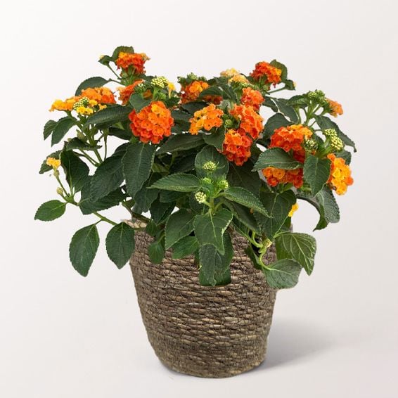 Orange Lantana (in a basket)