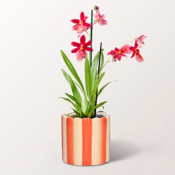 Orchid Cambria Nelly Isler