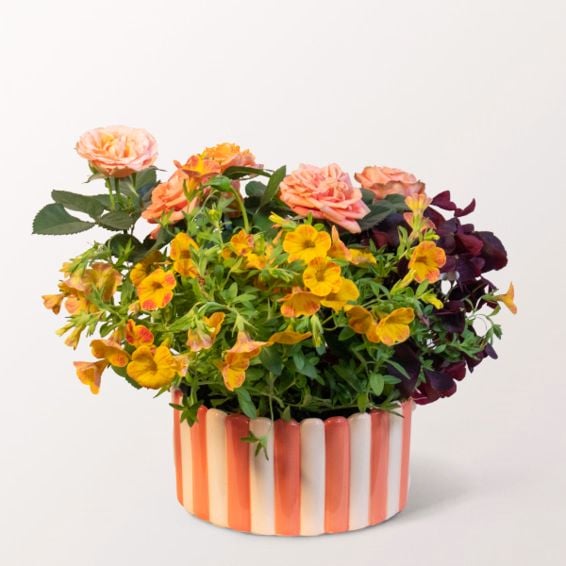 A Summer Gem in Yellow and Orange