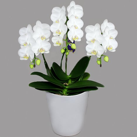 Super Amabilis Standard