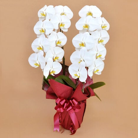 Phalaenopsis Orchid White 2 (18 or more)