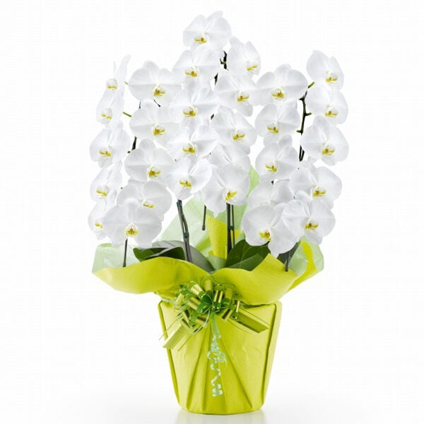 Phalaenopsis Orchid White 3 Stands (30 or more)