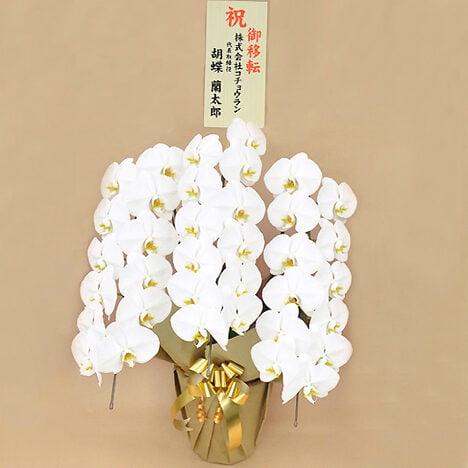 Phalaenopsis Orchid White 3 Stands (33 or more)