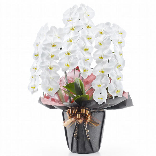 Phalaenopsis Orchid White 3 (36 or more)