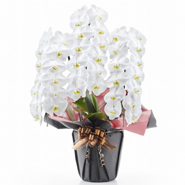 Phalaenopsis Orchid White 3 (39 or more)