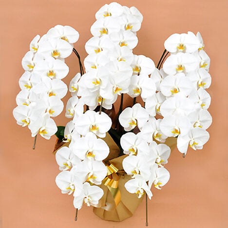 Phalaenopsis Orchid White 5 (55 or more)